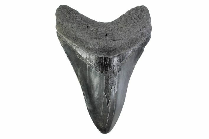 Serrated, Fossil Megalodon Tooth - South Carolina #362187